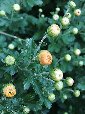 포토 JPG 해외이미지 나무 식물 꽃 오렌지 생물 귤 사람없음 파란색 나뭇가지 여의주 터키석 해외202309 해외포토 컬러 과일 보석 파일형식