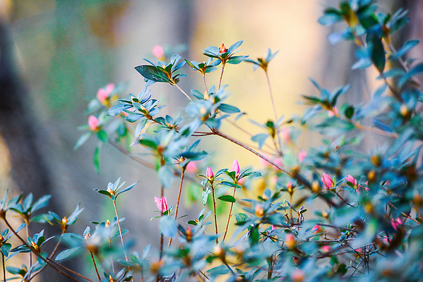포토 JPG 해외이미지 꽃잎 꽃 분홍색 잎 사람없음 장식 보라색 벚꽃 닫기 자주색 진달래 관목 상록수 잡종 강렬 해외202309 해외포토 나무 식물 컬러 모션 파일형식