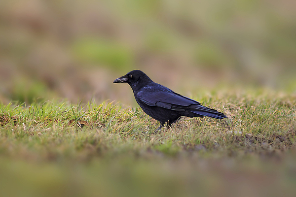 포토 JPG 해외이미지 동물 유럽 야생동물 포즈 백그라운드 자연 조류 성인 사람없음 야외 컬러풀 뷰티 환경 비행 황무지 큼 먹이 가슴 깃털 사냥 부리 독수리 육식동물 사냥꾼 북쪽 멸종 까마귀 내추럴 궤 동물상 웅장함 집게발 포식 해외202309 해외포토 직업 나라 컬러 사람 신체부위 조형물 크기 방향 생태계 파일형식