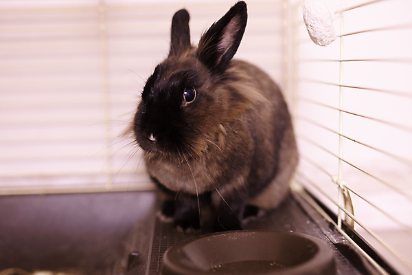 포토 JPG 해외이미지 한마리 포유류 실내 사람없음 반려동물 갈색 토끼 작음 케이지 해외202309 해외포토 반려용품 동물 1 컬러 내부 크기 오브젝트 파일형식