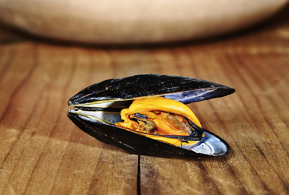 포토 JPG 해외이미지 스튜디오촬영 음식 백그라운드 재료 조개 연체동물 실내 건강 어류 요리 사람없음 앞모습 식당 검은색 껍질 신선 맛 해산물 홍합 건강식 식용 정물화 카피스페이스 맛있는 해외202309 해외포토 뷰포인트 컬러 컨셉 어패류 무척추동물 내부 상점 수중동물 공백 그림 파일형식