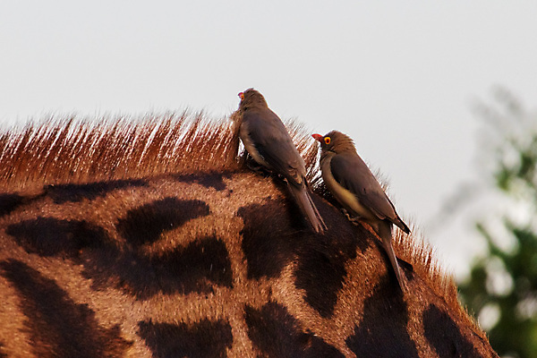 포토 JPG 해외이미지 동물 공원 야생동물 여행 포유류 아프리카 자연 조류 국립공원 사람없음 갈색 여행객 황무지 기린 사파리 케냐 내추럴 사바나 해외202309 해외포토 공공시설 나라 컬러 사람 생태계 파일형식