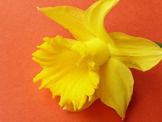 포토 JPG 해외이미지 계절 꽃 왕관 부활절 사람없음 노란색 봄 수선화 코로나바이러스 해외202309 해외포토 식물 기념일 컬러 바이러스 파일형식