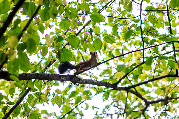 포토 JPG 해외이미지 나무 동물 1 디자인 공원 야생동물 백그라운드 잎 오렌지 장난 포유류 자연 생물 털 미술 사람없음 야외 목재 빨간색 초록색 뷰티 갈색 회색 견과류 흰색 나뭇가지 아기 설치류 숲 작음 만화 모피 먹기 심볼 꼬리 다람쥐 도토리 솜털 서식지 내추럴 해외202309 해외포토 식물 공공시설 컬러 과일 재료 모션 문화예술 사람 크기 생태계 파일형식