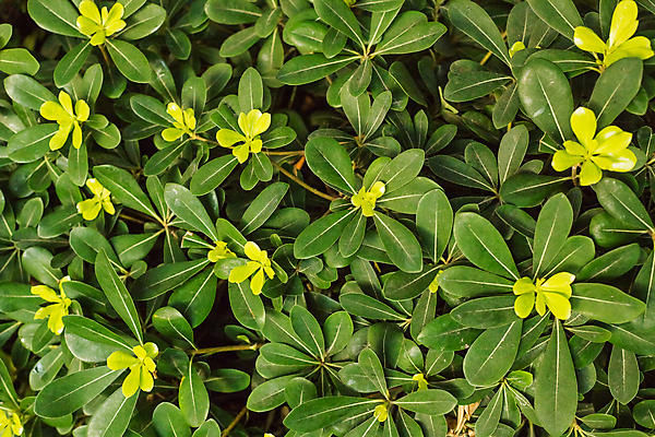 포토 JPG 해외이미지 나무 식물 디자인 계절 공원 컬러 여행 백그라운드 잎 꽃무늬 패턴 자연 추상 사람없음 야외 초록색 뷰티 환경 정원 일본 봄 성장 신선 닫기 숲 관목 유기농 원예 질감 상록수 내추럴 그리너리 해외202309 해외포토 웰빙 공공시설 꽃 아시아 무늬 모션 취미 생태계 파일형식 트랜드컬러