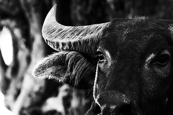 포토 JPG 해외이미지 동물 공원 남자 아시아 문화 얼굴 야생동물 백그라운드 밭 농업 포유류 태국 자연 뿔 동양인 사람없음 야외 초록색 물 여름 반려동물 뷰티 농장 갈색 머리 환경 검은색 힘 흰색 시골 황무지 위험 큼 망토 주둥이 내추럴 나미비아 스리랑카 해외202309 해외포토 자연요소 계절 공공시설 나라 산업 컬러 컨셉 사람 인종 신체부위 크기 생태계 남아프리카 파일형식