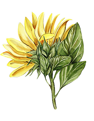 포토 JPG 해외이미지 클립아트 식물 꽃잎 포스터 컬러 꽃다발 결혼 잎 포장 해바라기 기념 프레임 씨앗 사람없음 그래픽 컬러풀 머리 페인트 수확 시골 표현 인사 얼룩 그리기 황금 떨어짐 인쇄 스케치 그림 데이지 초대 손그림 최초 구성 그리너리 반복 현실 국경 해외202309 해외포토 꽃 컨셉 농업 모션 미술 이벤트 신체부위 예절 파일형식 트랜드컬러