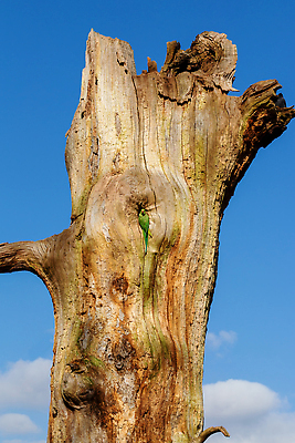 포토 JPG 해외이미지 나무 동물 공원 야생동물 컬러 자연 조류 영국 잉글랜드 사람없음 야외 초록색 컬러풀 뷰티 장미 도시 구멍 둥지 인도인 깃털 런던 앵무새 내추럴 왕국 이국적 잉꼬 카피스페이스 해외202309 해외포토 외국인 식물 공공시설 꽃 유럽 동양인 공백 생태계 파일형식