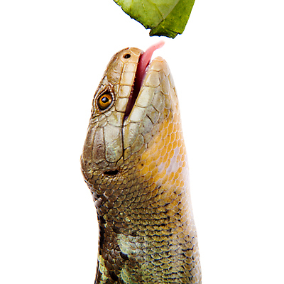 포토 JPG 해외이미지 스튜디오촬영 동물 야생동물 백그라운드 파충류 생물 저울 사람없음 옆모습 초록색 뷰티 갈색 우주 흰색 위험 열대우림 자르기 생물학 도마뱀 육식동물 멸종 동쪽 기어가기 항공촬영 고립 동물상 발톱 해외202309 해외포토 교육 뷰포인트 컬러 컨셉 모션 발 실내 조형물 숲 방향 파일형식