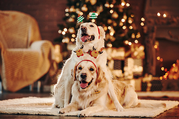 포토 JPG 해외이미지 크리스마스 두마리 산타모자 실내 사람없음 아웃포커스 올려보기 머리띠 골든리트리버 강아지 보케 메롱 빛망울 해외202309 해외포토 모자_잡화 기념일 2 장신구 모션 촬영기법 내부 빛 반려동물 개 리트리버 파일형식
