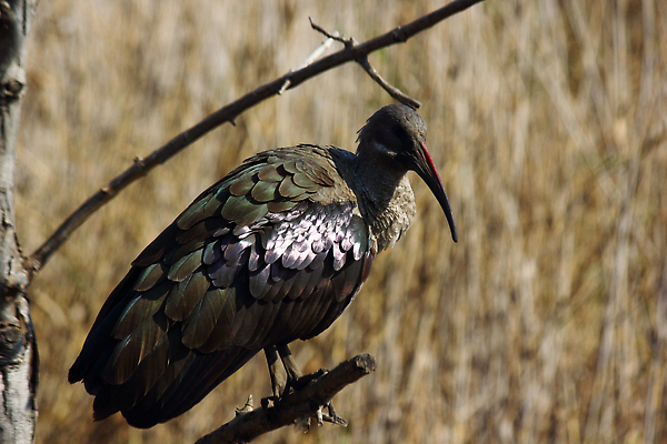 포토 JPG 해외이미지 나무 동물 야생동물 컬러 백그라운드 신체 부분 자연 조류 사람없음 가로 갈색 머리 환경 사진촬영 회색 나뭇가지 큼 사파리 깃털 질감 부리 독수리 계산서 내추럴 남아프리카 이국적 해외202309 해외포토 식물 아프리카 신체부위 촬영 크기 생태계 파일형식