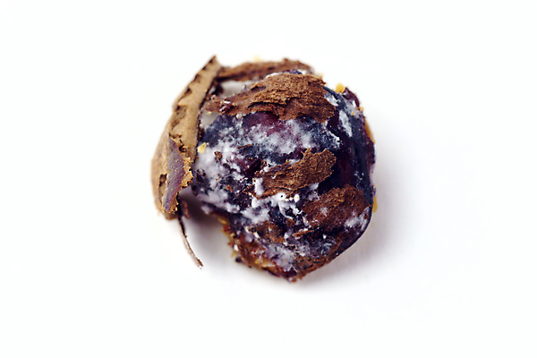 포토 JPG 해외이미지 계절 음식 백그라운드 다이어트 재료 건조 건강 씨앗 사람없음 갈색 손상 견과류 껍질 준비 흰배경 유기농 날것 흙더미 개암나무 곰팡이 깨짐 단백질 숙성 썩음 채식주의자 해로움 개암 해외202309 해외포토 나무 식물 웰빙 열매 컬러 컨셉 흙 흰색 채식 영양소 파일형식 더미