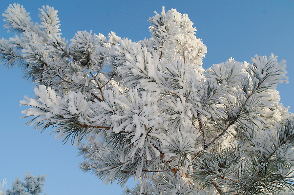 포토 자연요소 나무 식물 헤어스타일 계절 감정 컬러 무늬 눈_날씨 촬영기법 태양 노을 광석 생태계 파일형식 해외202309 사람없음 JPG 해외이미지 질감 냉동 실루엣 백그라운드 추상 자연 겨울 잎 추위 얼음 서리 야외 흰색 나뭇가지 뷰티 날씨 숲 풍경 일출 하늘 싱글 내추럴 크리스탈 백발 눈내림 고독 시원함 장면 햇빛 정원 해외포토