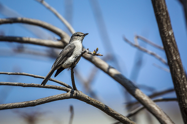 포토 JPG 해외이미지 동물 야생동물 아프리카 자연 조류 국립공원 사람없음 옆모습 가로 관광지 보호 사파리 남아프리카 보츠와나 보호구역 크루거 해외202309 해외포토 공원 나라 뷰포인트 여행 컨셉 생태계 남아프리카공화국 구역 파일형식