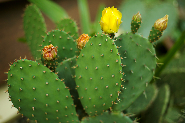 포토 JPG 해외이미지 식물 꽃 줄기 컬러 꽃무늬 과일 자연 선인장 사람없음 초록색 노란색 정원 사막 벚꽃 개화 가시 척추 질감 식물원 날카로움 내추럴 다육식물 이국적 해외202309 해외포토 무늬 뼈 생태계 파일형식
