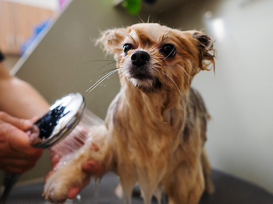 포토 JPG 해외이미지 손 신체부위 뷰티 귀여움 목욕 젖음 이발 샤워기 포메라니안 해외202309 해외포토 컨셉 사람 청결 개 파일형식