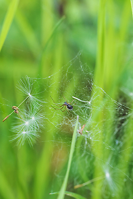포토 JPG 해외이미지 동물 야생동물 곤충 자연 사람없음 정원 웹 그물 벌레 잠자리 위험 무서움 거미줄 육식동물 거미 해외202309 해외포토 감정 컨셉 인터넷 생태계 파일형식