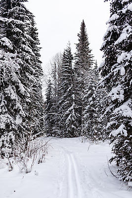 포토 JPG 해외이미지 나무 길 겨울 자연 사람없음 야외 눈 숲 가로수 해외202309 해외포토 자연요소 식물 계절 날씨 생태계 파일형식