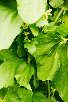 포토 JPG 해외이미지 식물 산업 줄기 컨셉 잎 농업 채소 자연 오이 매달리기 건강 사람없음 야외 초록색 농작물 농장 새싹 정원 흙 수확 성장 나뭇가지 시골 신선 선택 먹기 유기농 원예 건강식 모종 밭일 숙성 온실 채식주의자 세련 해외202309 해외포토 나무 웰빙 음식 컬러 모션 취미 생태계 채식 파일형식