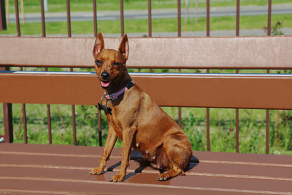 포토 JPG 해외이미지 동물 한마리 라이프스타일 응시 공원 여자 얼굴 장난 가족 청소년 자연 휴식 털 앉기 사람없음 야외 반려동물 뷰티 걷기 정원 맑음 고요 봄 우정 개 보호 송곳니 신앙심 카피스페이스 순혈 해외202309 해외포토 1 시선 계절 공공시설 컨셉 포유류 관계 모션 날씨 사람 생활 신체부위 친구 공백 치아 생태계 파일형식