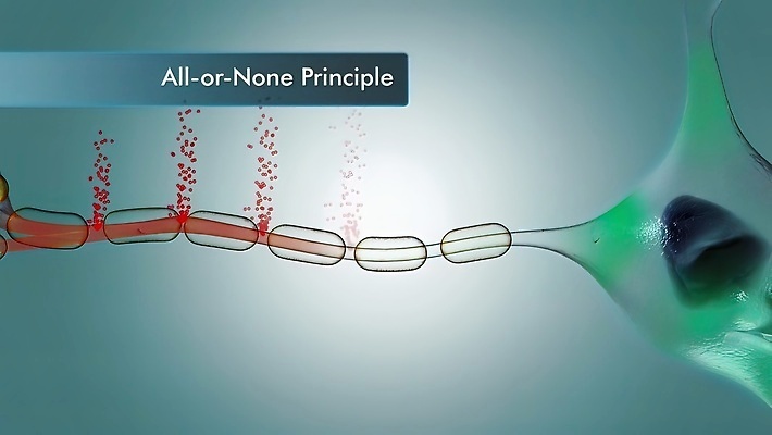 포토 JPG 해외이미지 과학 이동 일러스트 해부 추상 생물 세포 사람 사람없음 약 머리 3D 마음 네트워크 감각 맥박 연결 불안 뇌 생물학 신호 만들기 시스템 지능 화학물질 해외202309 해외포토 교육 감정 컨셉 무늬 의학 모션 신체부위 화학 디지털합성 파일형식