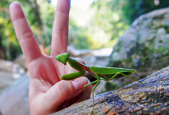 포토 JPG 해외이미지 동물 아시아 얼굴 야생동물 컬러 곤충 백그라운드 잎 자연 생물 무척추동물 안테나 사람없음 야외 초록색 머리 외계인 흰색 기도 닫기 해충 벌레 딱정벌레 생물학 육식동물 사냥꾼 내추럴 동물상 집게발 해외202309 해외포토 식물 직업 교육 나라 통신 모션 신체부위 조형물 미확인물체 생태계 파일형식