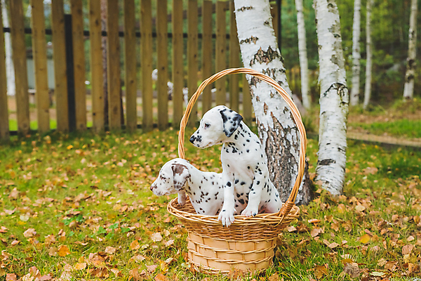 포토 JPG 해외이미지 동물 1 공원 행복 백그라운드 장난 포유류 자연 놀이 건강 잔디 사람없음 야외 초록색 여름 반려동물 달리기 뷰티 귀여움 검은색 산책 에너지 가을 흰색 개 강아지 작음 송곳니 기르기 달마시안 유래 순혈 해외202309 해외포토 식물 계절 공공시설 감정 컬러 컨셉 모션 휴식 치아 크기 생태계 돌봄 파일형식