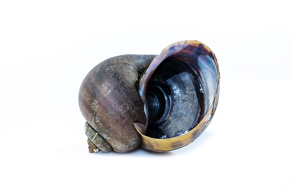 포토 JPG 해외이미지 동물 아시아 문화 야생동물 음식 백그라운드 농업 재료 자연 조개 연체동물 건강 육류 요리 사람없음 야외 장식 물 약 환경 정원 식사 수확 껍질 흰색 신선 사과 에코 보케 내추럴 고립 해외202309 해외포토 자연요소 나라 산업 컬러 과일 식재료 의학 어패류 무척추동물 생태계 파일형식