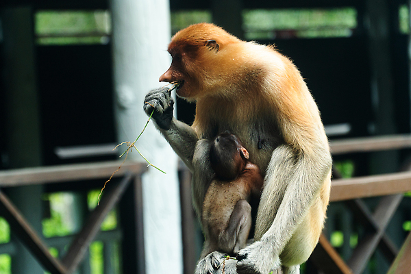 포토 JPG 해외이미지 나무 동물 공원 아시아 야생동물 여행 포유류 자연 엄마 열대 사람없음 환경 원숭이 아기 황무지 숲 열대우림 코 꼬리 멸종 유인원 말레이시아 보호구역 수유 이국적 해외202309 해외포토 식물 공공시설 나라 가족 사람 신체부위 생태계 구역 파일형식