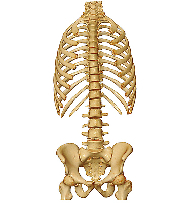 포토 JPG 해외이미지 신체 뼈 골격 병원 사람 사람없음 치료 3D 고통 시험 환자 코드 질병 지압 척추 문제 고립 골절 스캐너 압축 요통 해외202309 해외포토 교육 감정 의학 마사지 디지털합성 허리통증 파일형식