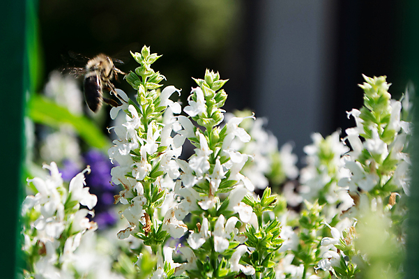 포토 JPG 해외이미지 나무 식물 계절 꽃잎 꽃 아시아 음식 분홍색 컬러 나비 백그라운드 잎 꽃무늬 다이어트 과일 자연 사람없음 야외 초록색 뷰티 노란색 정원 맑음 봄 벚꽃 흰색 나뭇가지 신선 닫기 벌레 원예 보케 아로마 내추럴 고립 엘리먼트 해외202309 해외포토 나라 곤충 무늬 모션 날씨 건강 취미 생태계 파일형식