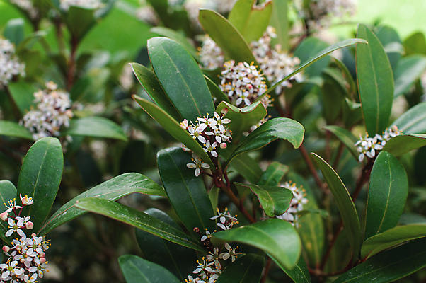 포토 JPG 해외이미지 식물 계절 꽃 야생동물 컬러 백그라운드 잎 꽃무늬 자연 아침 사람없음 야외 장식 초록색 컬러풀 햇빛 뷰티 정원 봄 들꽃 벚꽃 흰색 신선 발표 개화 약초 허브 원예 상록수 내추럴 생태학 해외202309 해외포토 주간 동물 교육 무늬 취미 태양 풀_식물 생태계 파일형식