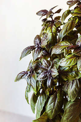 포토 JPG 해외이미지 식물 접시 음식 벽 백그라운드 잎 농업 재료 태국 주택 파스타 종류 요리 사람없음 내부 장식 빨간색 초록색 빛 반사 주방 정원 이탈리아 회색 신선 도자기 달콤 맛 떨어짐 냄비 이슬 제비꽃 레시피 바질 라일락 내추럴 프랑스어 땅바닥 식용 자외선 페스토 규칙적 해외202309 해외포토 문자 식기 꽃 유럽 산업 아시아 컬러 컨셉 바닥 서양음식 건물 소스_음식 솥 파일형식