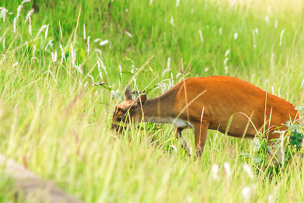 포토 JPG 해외이미지 동물 한마리 응시 공원 남자 야생동물 밭 포유류 자연 사슴 휴식 영국 뿔 국립공원 종류 사람없음 야외 가로 빨간색 초록색 컬러풀 달러 버섯 황무지 숲 위험 인도인 사파리 영양 엘크 전국 혼자 해외202309 해외포토 외국인 1 시선 공공시설 유럽 컬러 컨셉 돈 농업 사람 동양인 생태계 파일형식