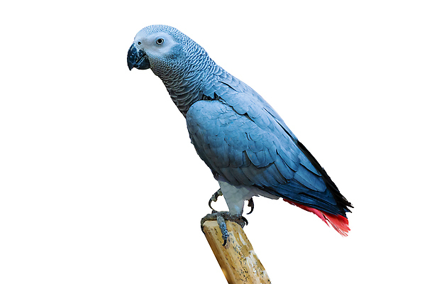 포토 JPG 해외이미지 사람없음 반려동물 앵무새 해외202309 해외포토 동물 조류 파일형식