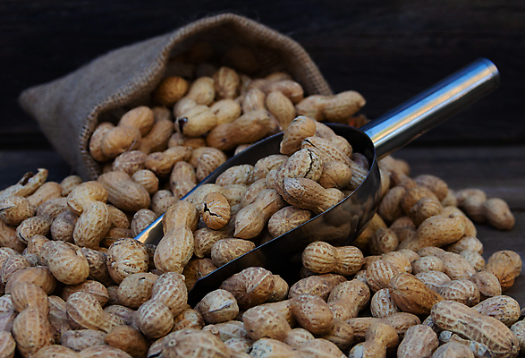 포토 JPG 해외이미지 음식 백그라운드 가방 재료 벽지 건강 씨앗 사람없음 목재 농작물 갈색 쌓기 숟가락 견과류 수확 그룹 맛 낟알 굽기 삽 묘사 유기농 날것 땅콩 흙더미 내추럴 많음 해외202309 해외포토 나무 식물 웰빙 잡화 컬러 컨셉 농업 모션 수저 흙 구이 파일형식 더미