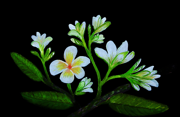 포토 JPG 해외이미지 식물 꽃잎 꽃 잎 꽃무늬 자연 미술 사람없음 초록색 뷰티 새싹 검은색 페인트 벚꽃 흰색 기름 그림 캔버스 5 정물화 해외202309 해외포토 음식 컬러 무늬 문화예술 숫자 생태계 파일형식