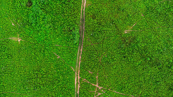 포토 JPG 해외이미지 식물 동물 공원 산업 길 백그라운드 밭 농업 포유류 자연 안테나 풍경 사람없음 야외 초록색 여름 뷰티 농장 농경지 갈색 환경 맑음 가축 산책 시골 소 보호 군중 방목 땅 먼지 내추럴 기르기 드론 밭일 생태학 조감도 찰과상 해외202309 해외포토 계절 공공시설 교육 컬러 컨셉 통신 날씨 휴식 사람 축산업 상처 생태계 돌봄 파일형식