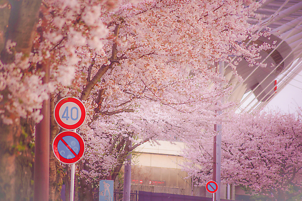 포토 JPG 해외이미지 가로등 사람없음 건물 봄 벚꽃 표지판 벚나무 도쿄 해외202309 해외포토 나무 건축물 계절 공공시설 꽃 알림판 일본 파일형식