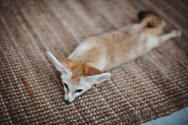 포토 JPG 해외이미지 동물 디자인 행복 야생동물 새끼 백그라운드 포유류 아프리카 자연 주택 털 실내 사람없음 내부 장식 뷰티 갈색 놀람 카펫 방 회색 사막 덮개 표현 황금 고급 달콤 강아지 작음 모피 호기심 귀 육식동물 경보 접근 해외202309 해외포토 감정 나라 컬러 컨셉 표정 건물 신체부위 반려동물 뚜껑 개 맛 크기 생태계 파일형식