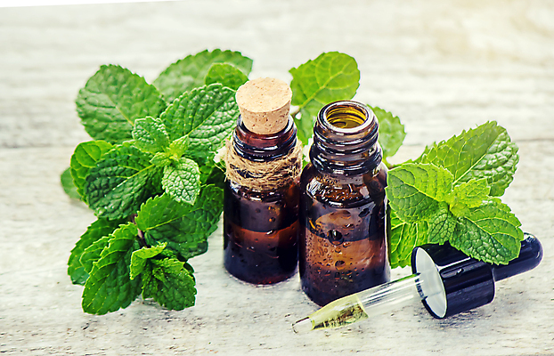 포토 JPG 해외이미지 백그라운드 잎 자연 사람없음 아웃포커스 뷰티 신선 오일 내추럴 해외202309 해외포토 식물 음식 촬영기법 화장품 생태계 파일형식