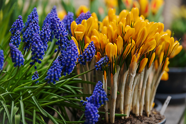 포토 JPG 해외이미지 식물 꽃잎 꽃 지구 꽃다발 잎 꽃무늬 오렌지 부활절 선물 사람없음 장식 초록색 파란색 노란색 머리 새싹 정원 보라색 침묵 봄 줄무늬 성장 벚꽃 축하 신선 생일 개화 다발 속도 네덜란드 원예 서리 땅바닥 히아신스 해외202309 해외포토 계절 기념일 유럽 컬러 컨셉 무늬 과일 바닥 취미 신체부위 소리 파일형식
