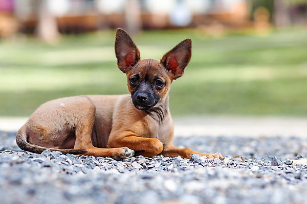포토 JPG 해외이미지 동물 영어 옷 공원 행복 얼굴 백그라운드 포유류 자연 친절 사람없음 야외 반려동물 장난감 뷰티 갈색 귀여움 검은색 미니어처 흰색 아기 개 강아지 작음 테리어 귀 치와와 송곳니 기르기 러시아인 미니 총구 취급주의 순혈 해외202309 해외포토 서양인 문자 공공시설 감정 컬러 컨셉 경고 사람 신체부위 모형 치아 크기 생태계 돌봄 파일형식