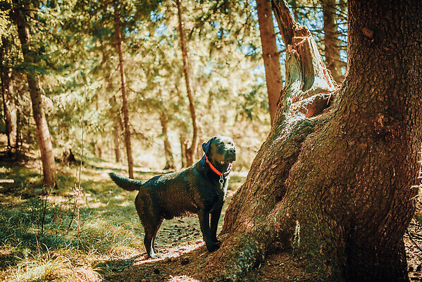 포토 JPG 해외이미지 동물 라이프스타일 공원 행복 백그라운드 장난 포유류 자연 놀이 건강 실험 사람없음 야외 초록색 반려동물 뷰티 맑음 검은색 봄 산책 하이킹 개 리트리버 강아지 숲 래브라도리트리버 쉬는시간 송곳니 기르기 동반자 유래 순혈 해외202309 해외포토 계절 공공시설 감정 컬러 레저 날씨 휴식 생활 치아 생태계 돌봄 파일형식
