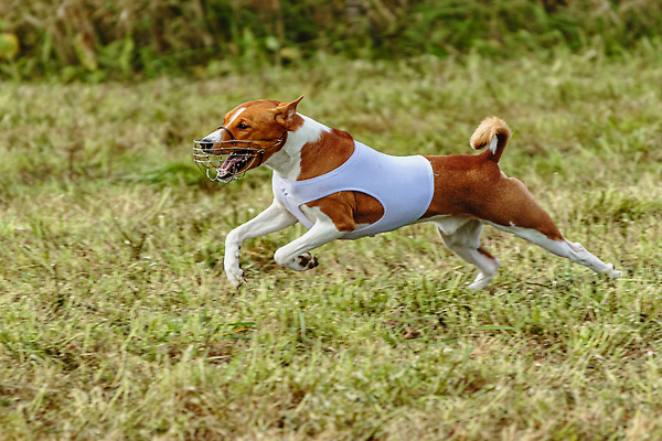 포토 JPG 해외이미지 동물 1 공원 감정 스포츠 밭 모션 놀이 건강 사람없음 야외 초록색 반려동물 달리기 뷰티 걷기 정원 점프 경쟁 에너지 게임 시골 레이싱 잡기 개 유혹 속도 사냥 송곳니 기르기 전력질주 챔피언 순혈 해외202309 해외포토 공공시설 컬러 컨셉 농업 포유류 시합 치아 돌봄 파일형식