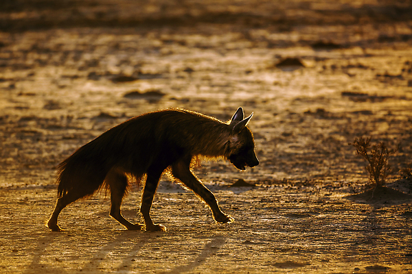 포토 JPG 해외이미지 동물 야생동물 포유류 아프리카 자연 털 국립공원 사람없음 야외 옆모습 가로 관광지 걷기 황혼 새벽 사막 황무지 사파리 나미비아 남아프리카 보츠와나 보호구역 칼라하리 건조기후 해외202309 해외포토 멸종위기종 자연요소 공원 나라 뷰포인트 여행 모션 일몰 생태계 구역 파일형식