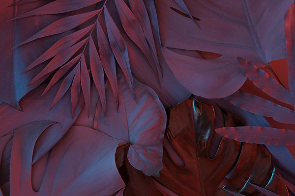 포토 JPG 해외이미지 나무 식물 디자인 여행 백그라운드 잎 꽃무늬 패턴 텍스트 자연 벽지 추상 휴가 아이디어 손바닥 그림자 미술 사람없음 장식 여름 파란색 빛 컬러풀 태양 우주 정원 보라색 검은색 어둠 봄 나뭇가지 신용카드 숲 질감 내추럴 이국적 파라다이스 파스텔톤 카피스페이스 미니멀 해외202309 해외포토 자연요소 손 계절 꽃 컬러 컨셉 무늬 문화예술 금융 공백 생태계 파일형식