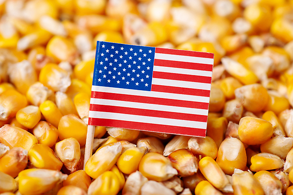 포토 JPG 해외이미지 식물 산업 음식 돈 농업 비즈니스 옥수수 씨앗 사람없음 경제 농장 노란색 미국 에너지 수확 성장 시골 낟알 무역 유기농 계산서 매각 수입 숙성 비용 해외202309 해외포토 웰빙 컬러 북아메리카 곡류 재산 파일형식