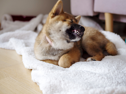 포토 JPG 해외이미지 동물 1 응시 행복 새끼 백그라운드 포유류 놀이 세포 실내 사람없음 야외 빨간색 반려동물 뷰티 갈색 귀여움 일본 아기 개 강아지 작음 모피 슛 솜털 송곳니 고립 기르기 유래 순종 해외202309 해외포토 시선 감정 아시아 컬러 컨셉 사람 내부 치아 크기 왕 돌봄 파일형식