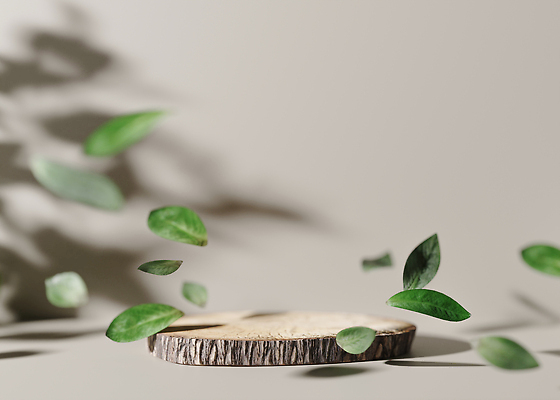 포토 JPG 해외이미지 백그라운드 잎 사람없음 공간 원형 나무밑둥 단상 포디움 해외202309 해외포토 도형 나무 식물 무대 파일형식